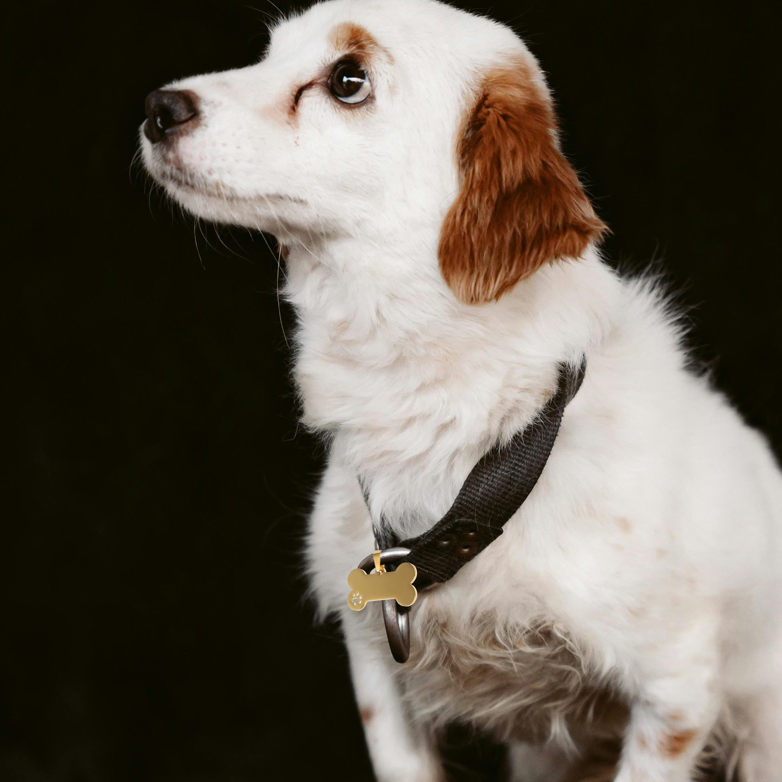 4 sztuki pustych znaczków dla  – Pet Supplies Online recenzja i cena